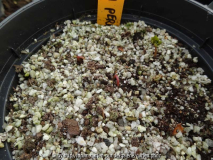 Paeonia peregrina Germination February 2