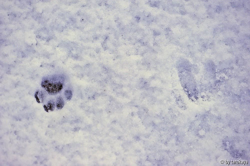 spuren katze + reh?