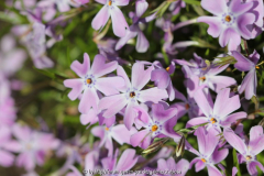 Phlox sub. 'Emerald Cushion blue'
