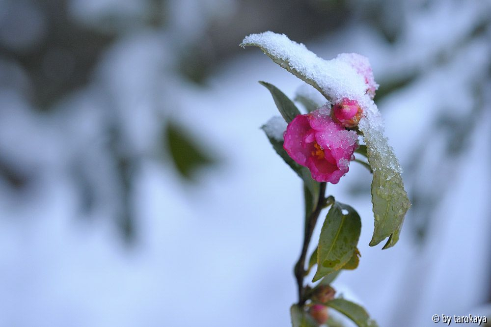 winters star im schnee