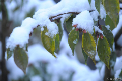tiny princess im schnee