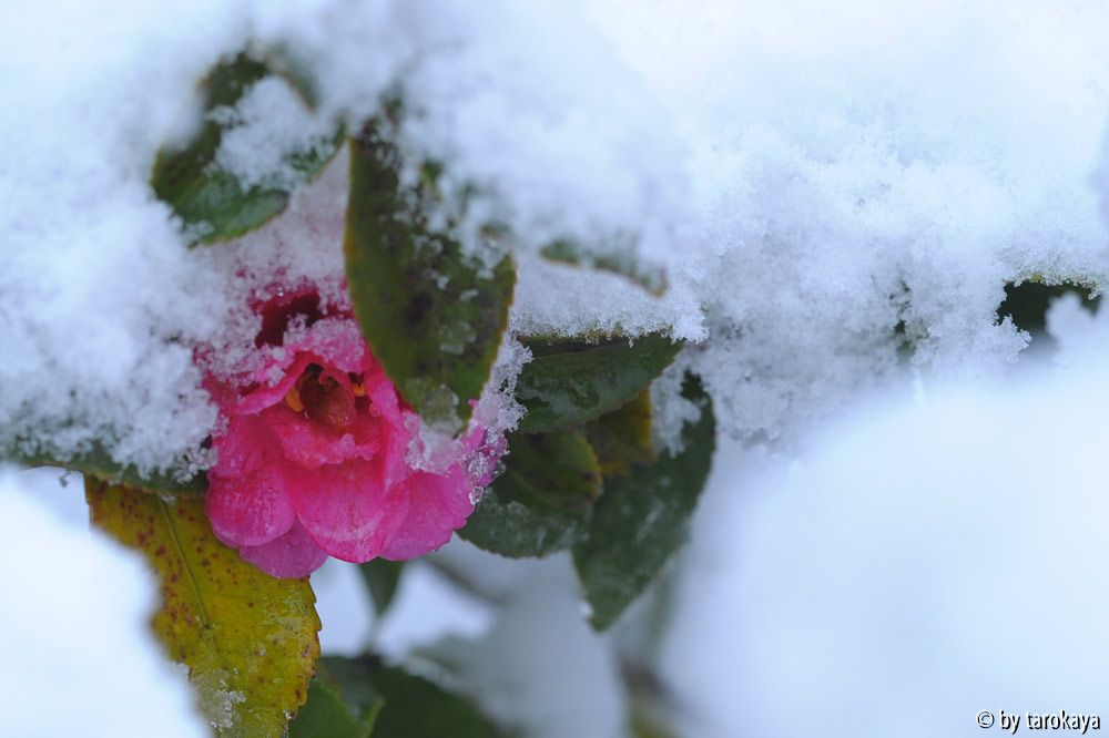 shishigashira im schnee