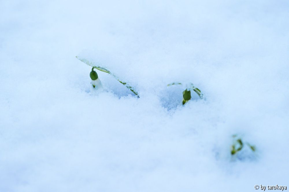schnee-glöckchen
