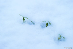 schnee-glöckchen