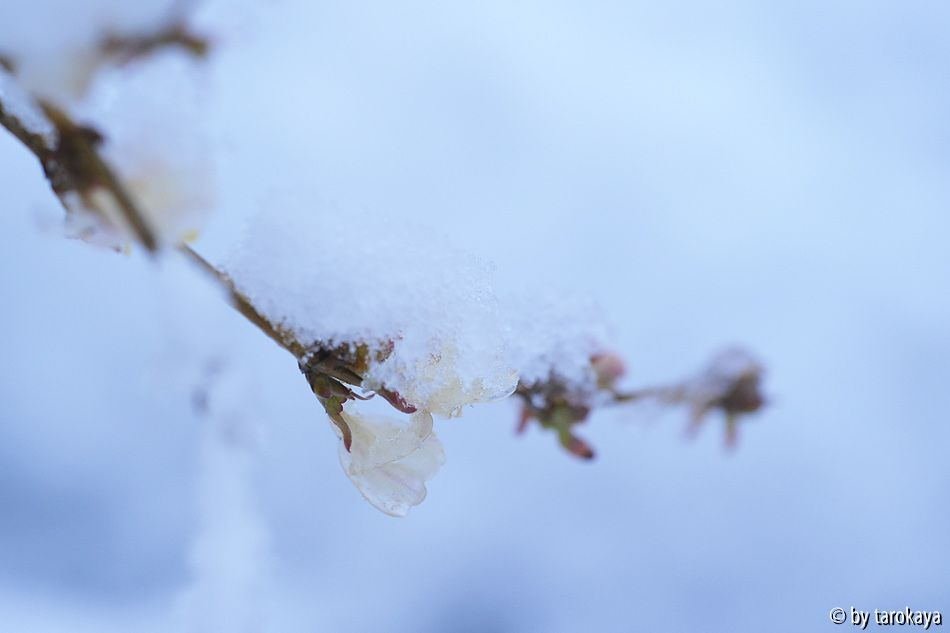 lonicera im schnee