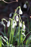 Galanthus 07.02.2014