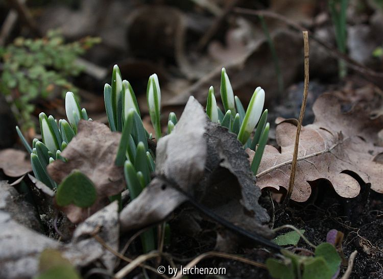 Galanthus nivalis