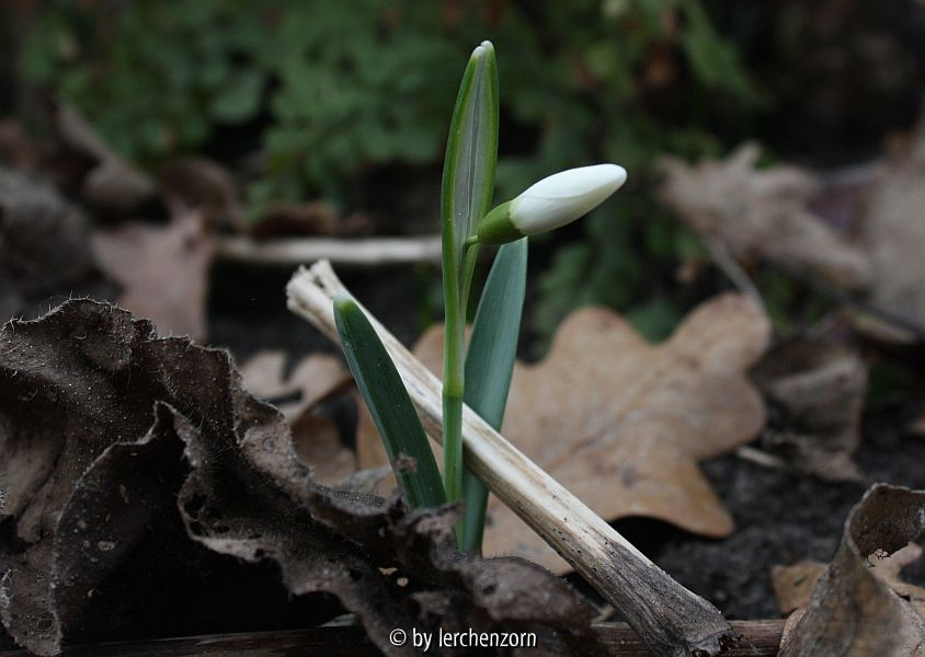 Galanthus nivalis