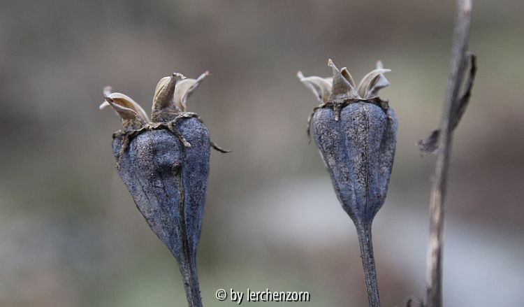 Platycodon grandiflorus