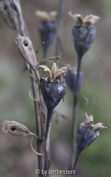 Platycodon grandiflorus