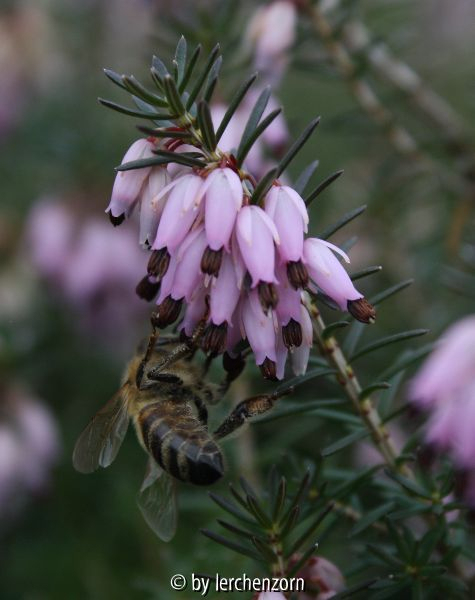 Erica carnea