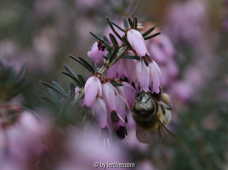 Erica carnea