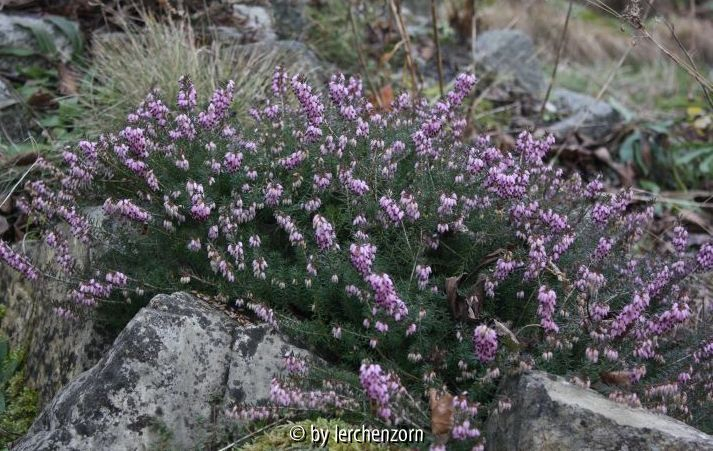 Erica carnea