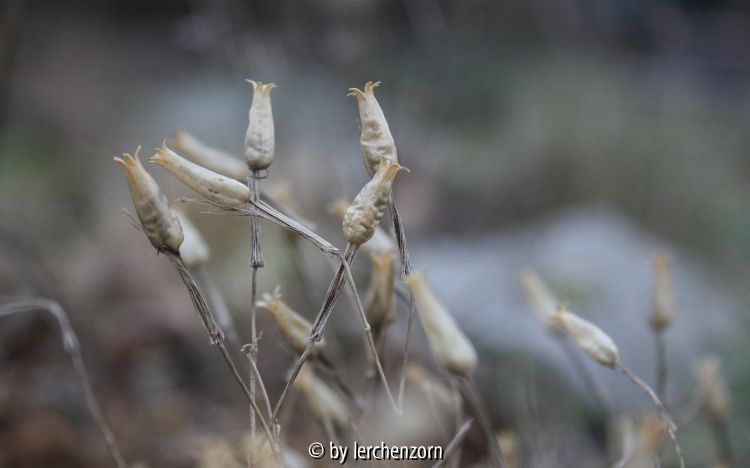 Silene schafta