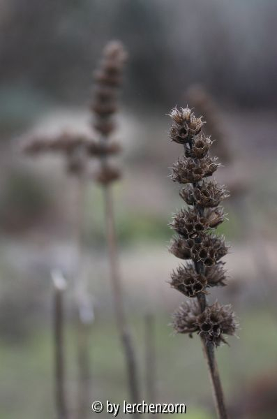 Stachys monnieri HUMMELO