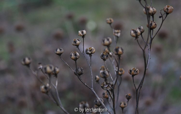 Ruta graveolens
