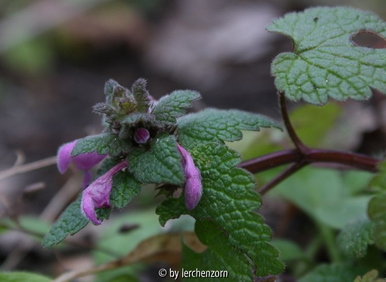 Lamium purpureum