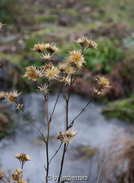 Serratula tinctoria