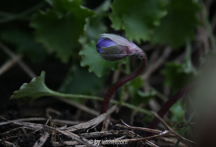 Hepatica transsilvanica WINTERFEUDE
