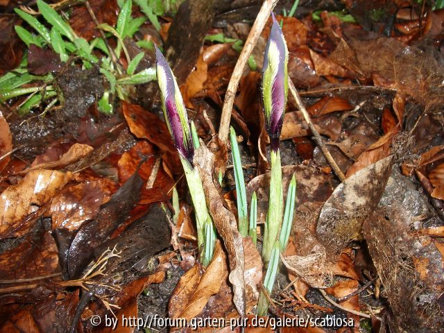 Iris reticulata 08.02.2014