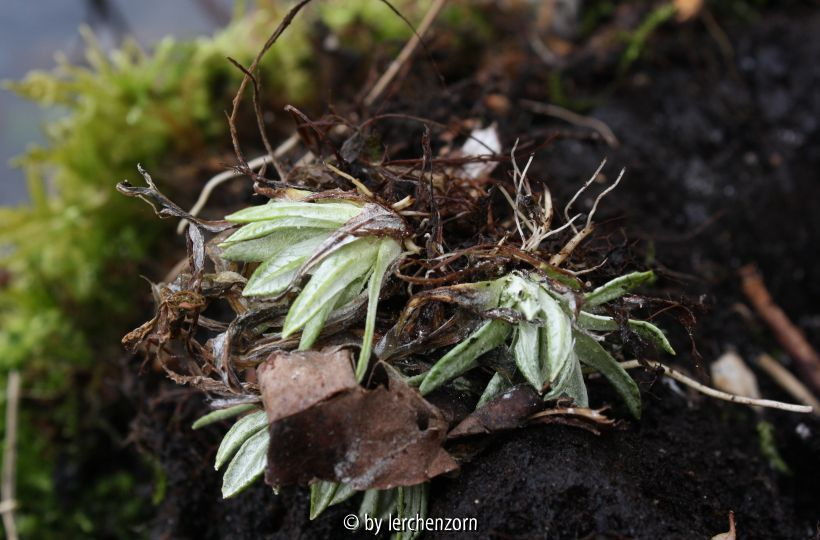 Primula frondosa Eis