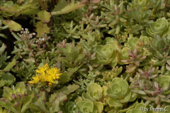Sedumgleisblüte 3