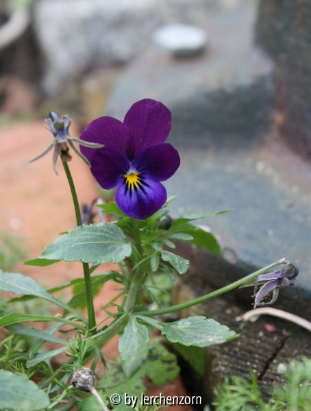 Viola cornuta cv.