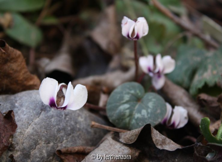 Cyclamen coum