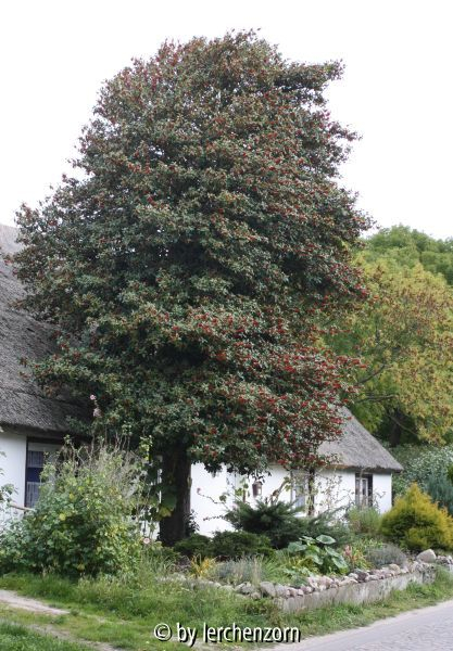 Ilex aquifolium