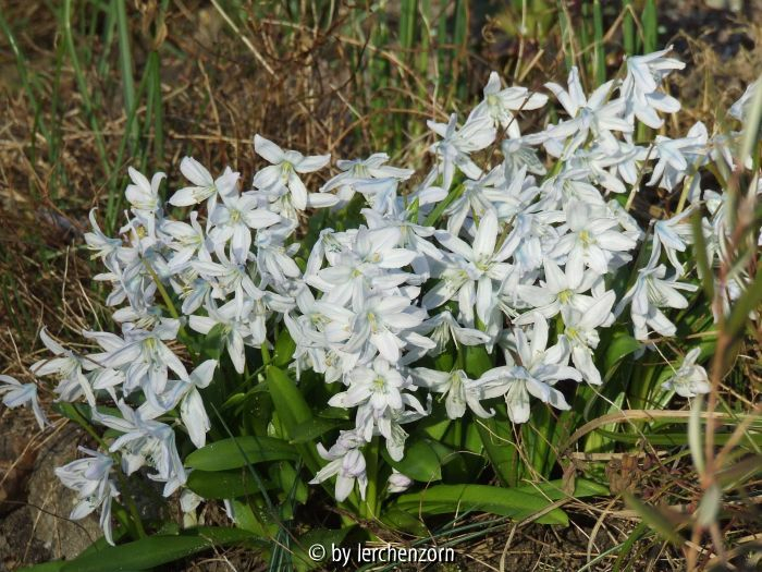 Scilla mischtschenkoana