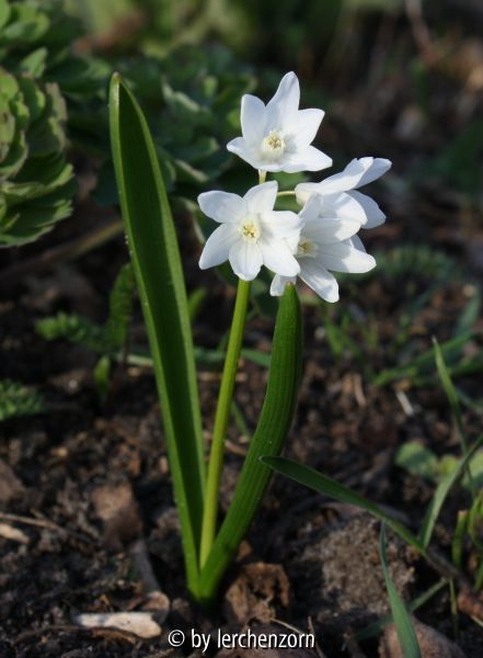 Puschkinia scilloides ALBA