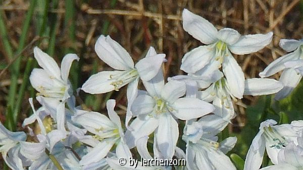Scilla mischtschenkoana