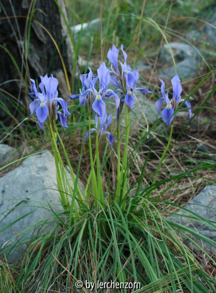 Iris unguicularis (vmtl. subsp. carica)
