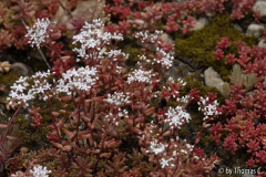 Sedumgleisblüte 4
