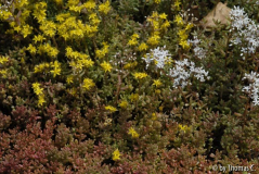 Sedumgleisblüte 6