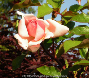 Austinrose Blüte