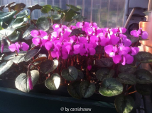 Cyclamen alpinum
