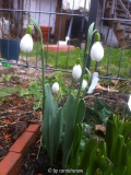 Galanthus 'Fliether Glocke'
