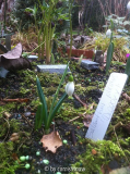 Galanthus plicatus 'Diggory'