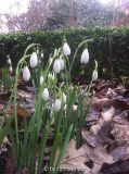 Galanthus 'Atkinsii'