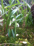 Galanthus 'Dionysus'