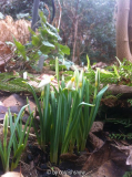 Galanthus 'Spindlestone Surprise'