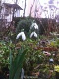 Galanthus 'Mrs. Mcnamara'