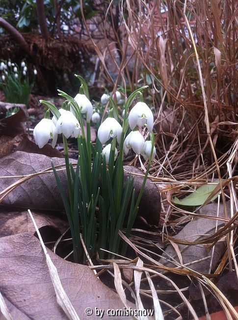 Galanthus nivalis f. pleniflorus