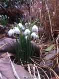Galanthus nivalis f. pleniflorus