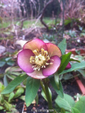 Helleborus x Hybridus x H. croaticus III