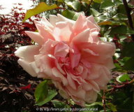 Austinrose volle Bluete
