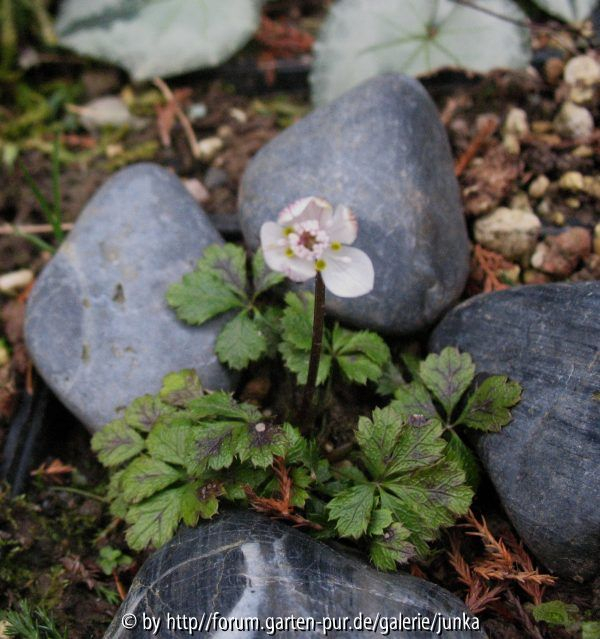 Coptis quinquefolius - eine Winzigkeit mit nur 5 cm Pflanzendurchmesser