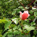 Austinrose Knospe