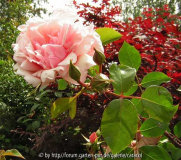 Austinrose voll aufgeblueht